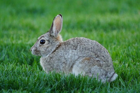 Cottontail Rabbit (Sylvilagus floridanus) on grass