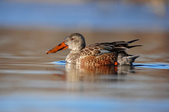 Female Northern Shoveler duck (Spatula clypeata) on water