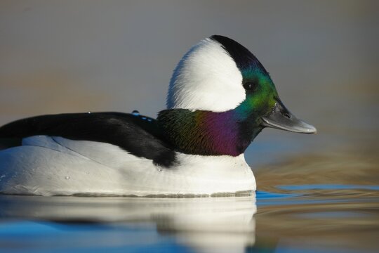 Male Bufflehead Duck (Bucephala albeola) tight portrait on water