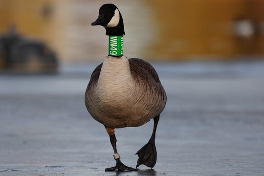 Canada Goose (Branta canadensis) with neck and leg bands clearly visible, Animal abuse