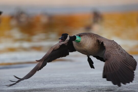 Canada Goose (Branta canadensis) in flight with neck and leg bands clearly visible