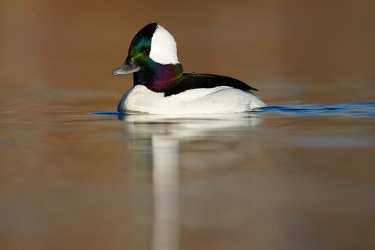 Male Bufflehead Duck (Bucephala albeola) on water