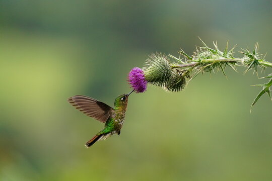 Tyrian Metaltail (Metallura tyrianthina) feeding on flower