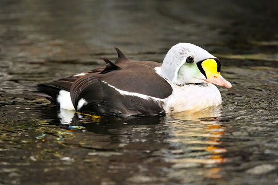 King Eider (Somateria spectabilis) on water