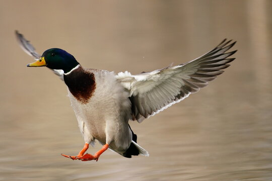 Male Mallard Duck (Anas platyrhynchos) flying