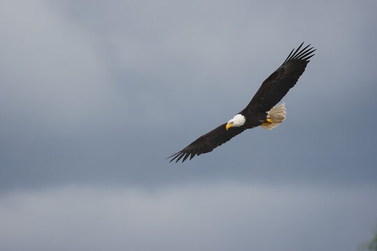 Bald Eagle (Haliaeetus leucocephalus) flying