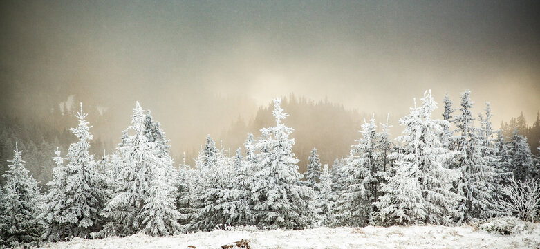 Winter landscape with snowy fir trees in the mountains, Romania