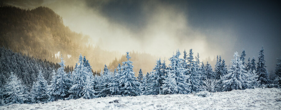 Winter landscape with snowy fir trees in the mountains, Romania