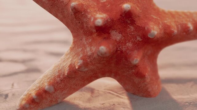 A bright orange starfish lies on soft sand as the sun sets in the background, casting a warm glow over the beach, creating a peaceful seaside scene filled with natural beauty.