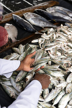 Chefs Hands Selecting Fish at Galle Fish Market, Galle, Sri Lanka