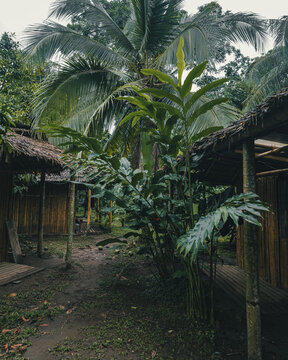 View of bamboo huts with thatched roofs surrounded by lush tropical vegetation and palm trees in Puerto Viejo de Talamanca, Limon Province, Costa Rica.