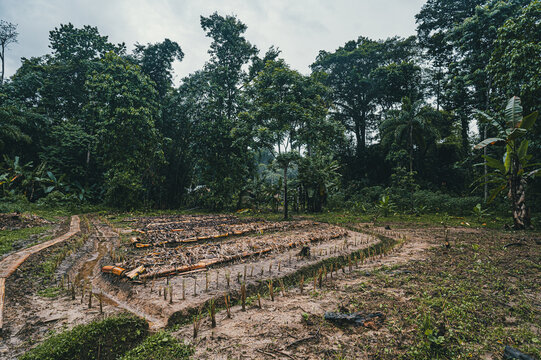 View of a small agricultural plot with young plants in rows, surrounded by lush tropical forest and dense vegetation in Puerto Viejo de Talamanca, Limon Province, Costa Rica.