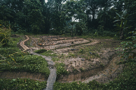 View of a small agricultural plot with rows of crops in a muddy clearing surrounded by dense tropical rainforest in Puerto Viejo de Talamanca, Limon Province, Costa Rica.