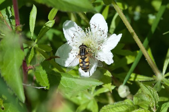Wooly tailed marsh fly, Helophilus hybridus, on bramble flower, Stannah Country Park, Lancashire, UK