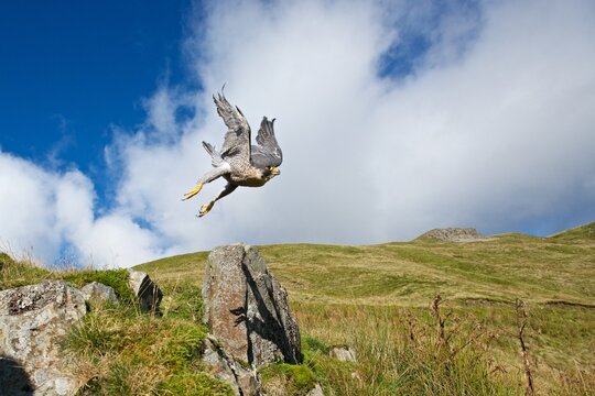 Peregrine (Falco peregrinus), in flight, captive, wide angle shot at close quarters, Cumbria, UK