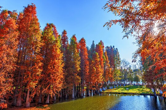 Autumn colours at Haihong Wetland Park, Kunming, Yunnan, China