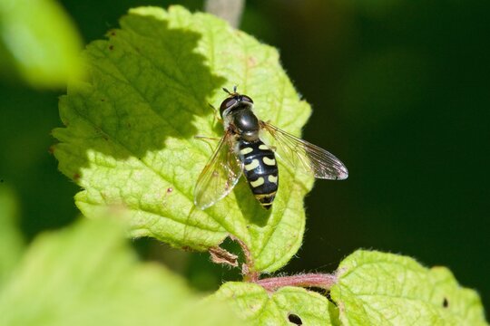 Hoverfly, Eupiodes luniger, Stannah Country Park, Lancashire, UK