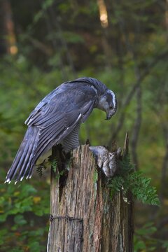 Goshawk (Accipiter gentilis), inspecting rabbit prey, Captive, Cumbria, UK
