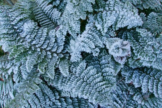 Frost on fern leaves, Lancashire, UK