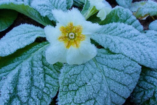 Frost Primula flower, Lancashire, UK
