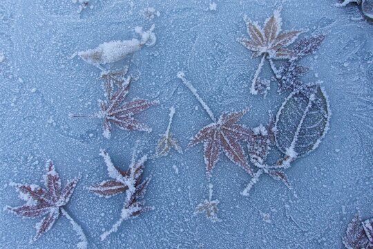 Frost on leaves, on frozen pond, Lancashire, UK