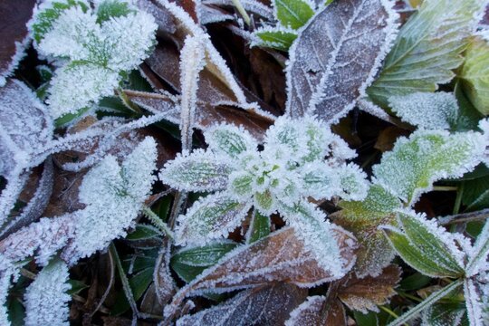 Frost on leaves, Lancashire, UK