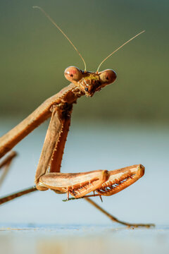 Brown, stick-like praying mantis of the Angela genus, commonly found in Central & South America, Esperanza, Nosara, Nicoya Peninsula, Costa Rica