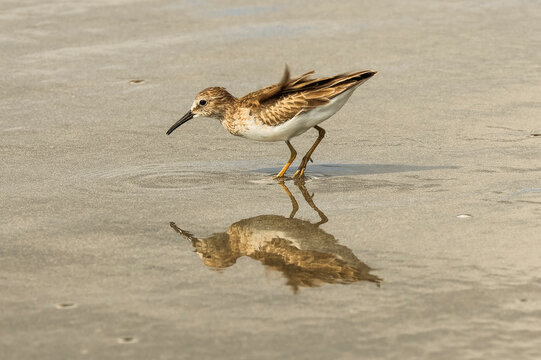 Spotted Sandpiper (Actitis macularius) feeding at Playa Guiones, a long surf beach and marine reserve, Nosara, Nicoya, Guanacaste, Costa Rica