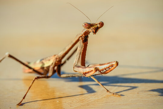 Brown, stick-like praying mantis of the Angela genus, commonly found in Central & South America, Esperanza, Nosara, Costa Rica