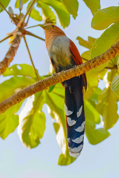 Squirrel Cuckoo (Bobo chiso) a common colourful treetop bird, Esperanza, Nosara, Nicoya, Costa Rica