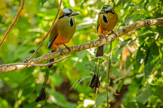 Pair of turquoise-browed motmots (Eumomota superciliosa), a colourful predator of Central America and national bird of Nicaragua and El Salavador, Esperanza, Nosara, Guancaste, Costa Rica
