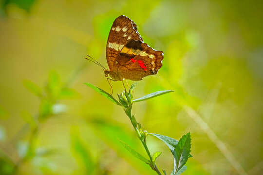Banded Peacock (Anartia fatima), the commonest Costa Rican butterfly, here with open wings, Esperanza, Nosara, Nicoya, Costa Rica