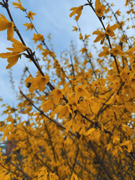 Bright yellow Forsythia tree