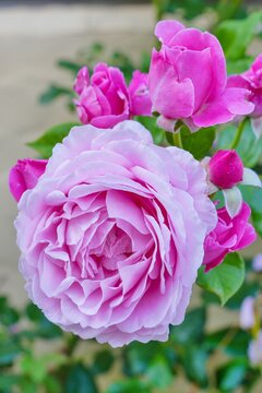 Fragrant pink rose growing in the garden