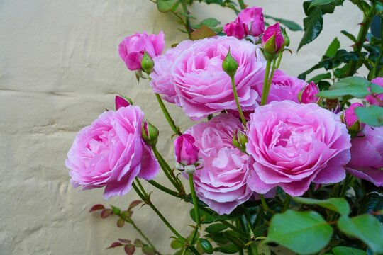 Fragrant pink rose growing in the garden