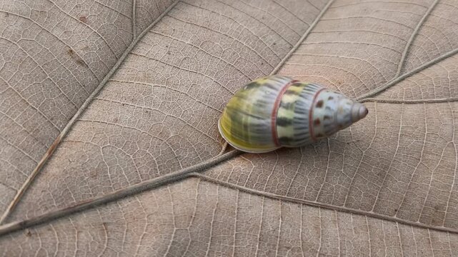 A highly detailed macro photograph capturing a single natural patterned land snail shell on a textured brown leaf.