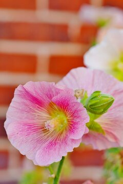 Pink hollyhock alcea rosea  flower in bloom