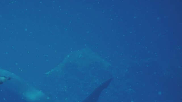 A majestic whale gracefully glides through the deep blue ocean, surrounded by motes of light drifting in the water. The scene captures the tranquility of underwater life.