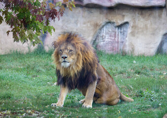 lion in the zoo © SporisevicPhotos