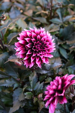 White and pink dahlia flower with bronze foliage