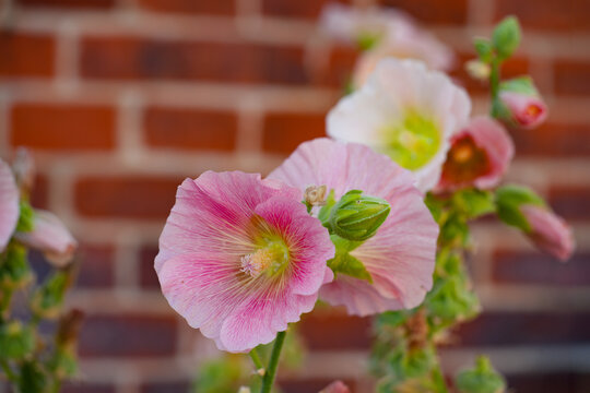 Pink hollyhock alcea rosea  flower in bloom