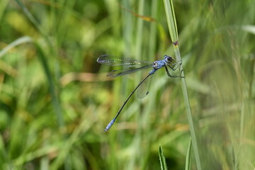 Adult dark spreadwing damselfly (Lestes macrostigma) perched on a bulrush stem in a natural wetland habitat © Pierre