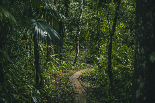 View of a wooden boardwalk path winding through a dense, lush tropical rainforest with vibrant green foliage and tall trees in Puerto Viejo de Talamanca, Limon Province, Costa Rica.