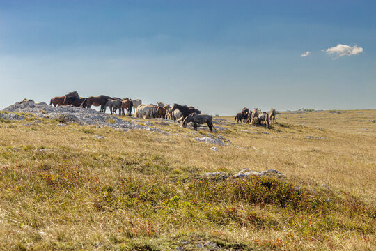 herd of wild horses
