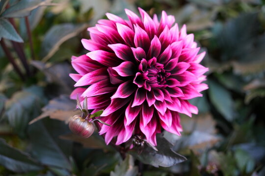 White and pink dahlia flower with bronze foliage