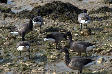 ​Flock of Brant geese (Branta bernicla) foraging on a rocky shoreline © Pierre