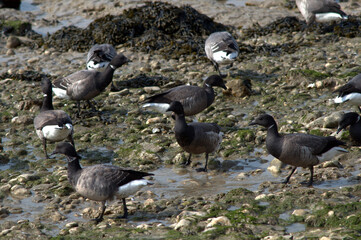 ​Flock of Brant geese (Branta bernicla) foraging on a rocky shoreline © Pierre