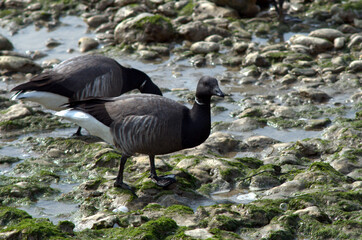 ​Flock of Brant geese (Branta bernicla) foraging on a rocky shoreline © Pierre