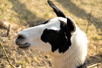 Fototapeta premium Close-Up of a Black and White Llama in Profile
