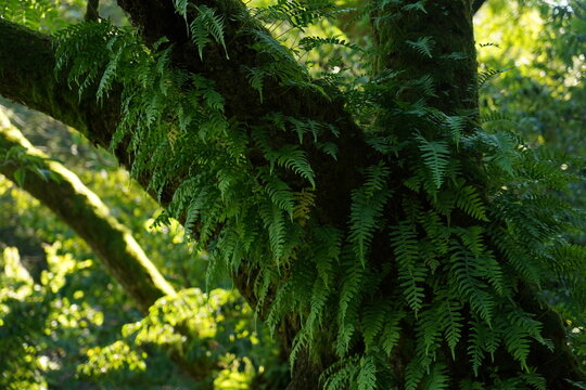 Large tree covered with ferns